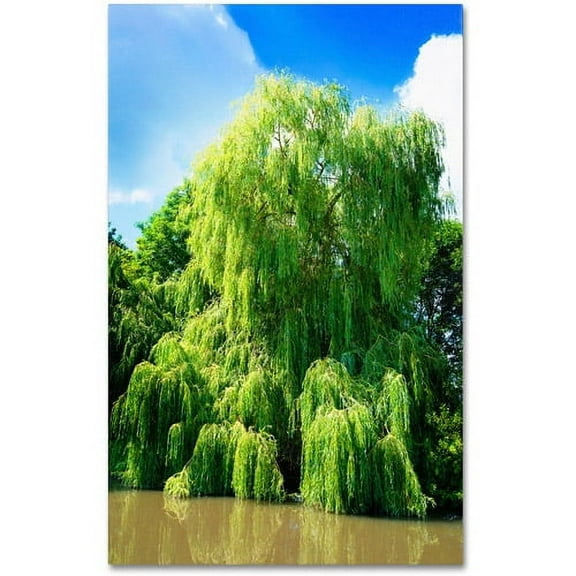 Trademark Fine Art "Weeping Willow" Canvas Art by Philippe Sainte-Laudy