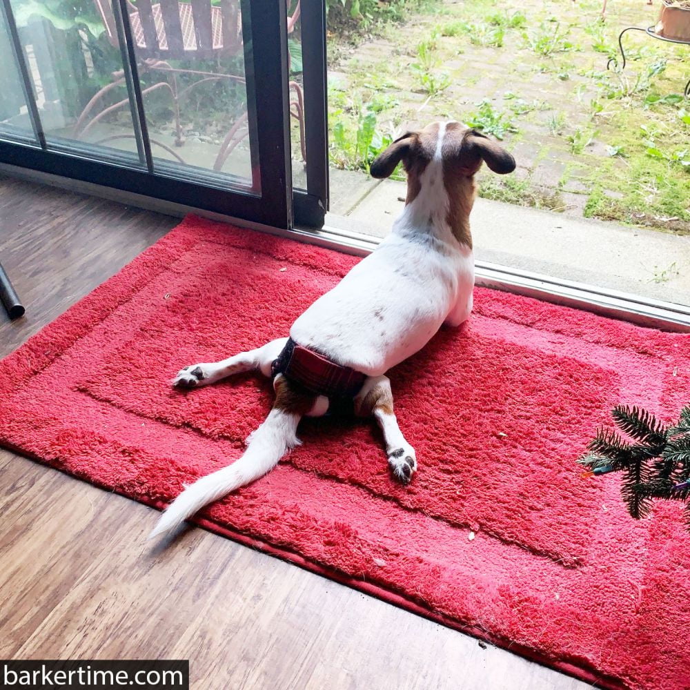 Barkertime Burgundy Dog Diaper Pull-up