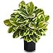 thumbnail image 3 of Nearly Natural 6952 Rubber Plant in Glossy Cylinder, 3 of 4