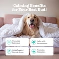 thumbnail image 4 of Zesty Paws Advanced Calming Bites Turkey Flavor Dog Supplement, 60 Count, 4 of 16