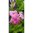 thumbnail image 4 of Mandevilla Plant, Vibrant Giant Dark Pink Flower, Quart Pot, 4 of 6