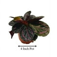 thumbnail image 2 of Calathea Roseopicta Dottie, 4 inch, Goeppertia 'Black Rose', Rose Painted, Black Rose, 2 of 10