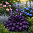 thumbnail image 2 of 4 Hosta Roots-Low‑Maintenance, Easy‑Grow for Garden Beds,Borders,Plant Pots & Planters, 2 of 5