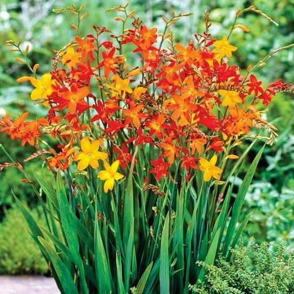 Crocosmia Mixed Colors (5 Bulbs) - Flourishing Venture