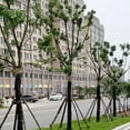 thumbnail image 3 of tamizeot 2 Pieces, Tree Wrapping With To Use, Provides Frost And Sun for Protection, Durable And Suitable Fruit Shrubs, And Trees Double-deck 0.12*15m, 3 of 6