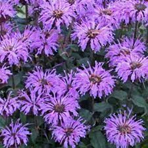 100 Double Lilac Bee Balm Seeds