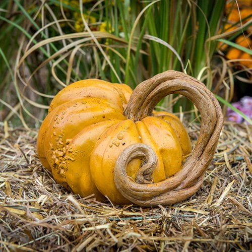 Athena Garden Pumpkin Vine Garden Statue by Athena Garden Inc