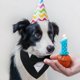 thumbnail image 4 of Fuamey Dog Tuxedo,formal Dog Wedding Bandana Dog Collar With Bow Tie Dog Birthday Costume Adjustable Pet Party Tux Dog Wedding Attire,dog Valentines O, 4 of 4