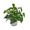 thumbnail image 1 of Mainstays 12.5"Height, Artificial Plant in Pot, Caladium, Green Color., 1 of 5