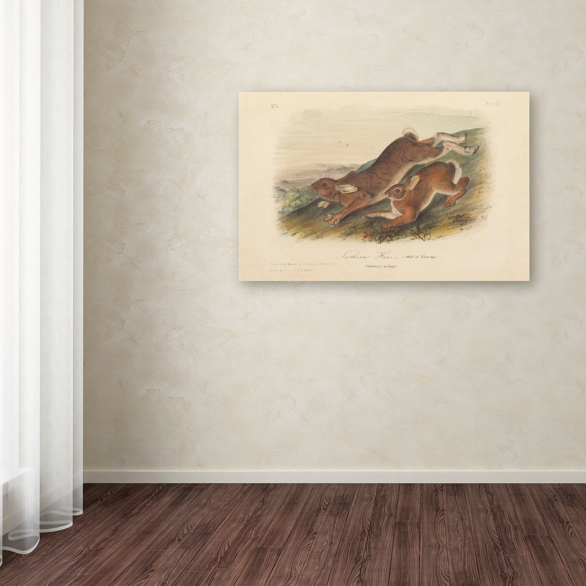 Trademark Fine Art "Northern Hare" Canvas Art by John James Audubon