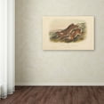 thumbnail image 3 of Trademark Fine Art "Northern Hare" Canvas Art by John James Audubon, 3 of 3