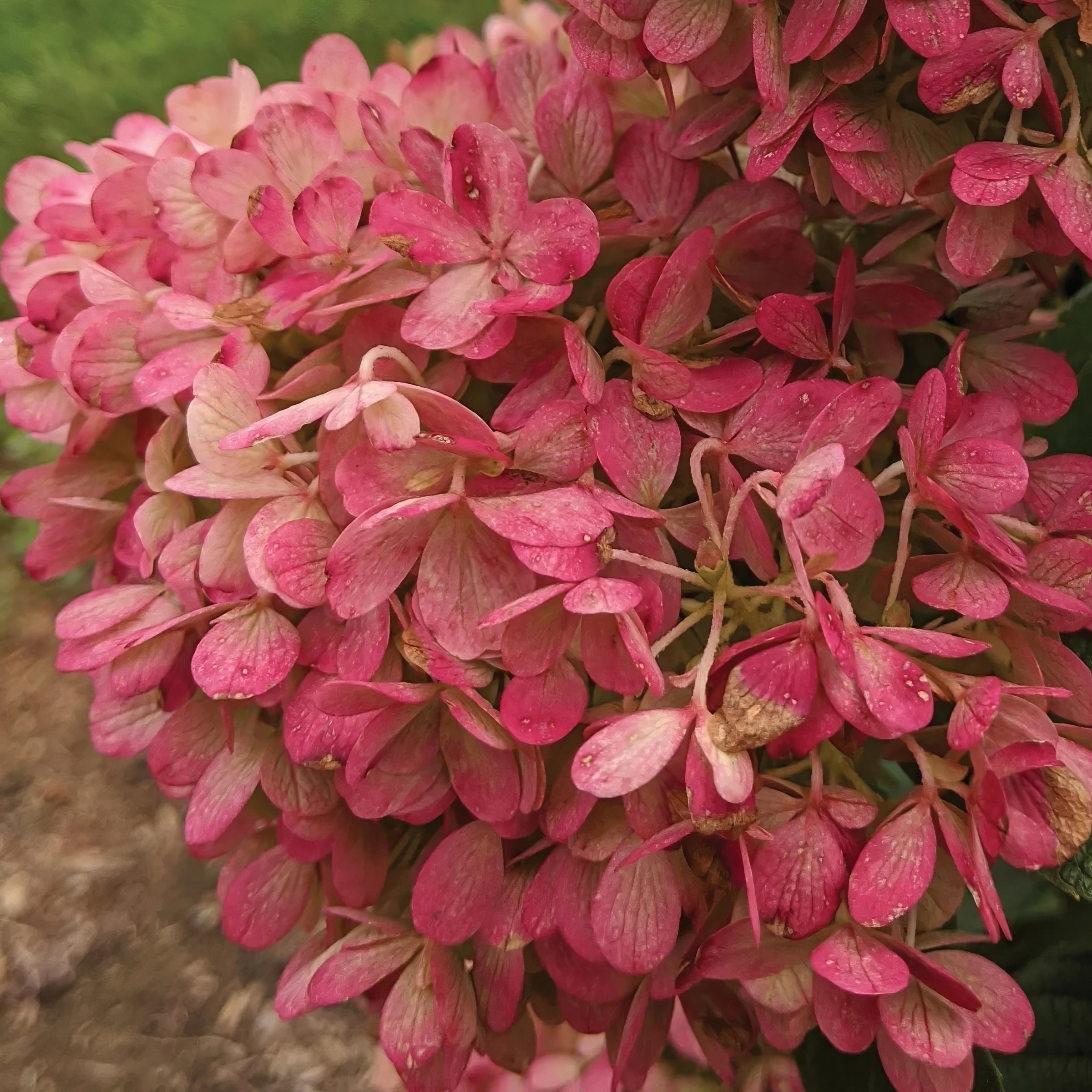 National Plant Network 3 gal Hydrangea Sweet Starlight Live Shrub Full Sun with White and Pink Flowers
