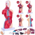 thumbnail image 4 of Human Anatomy Study Models - 15-Piece Removable 11-Inch Human Torso Anatomy Model with Internal Organs for Students, 4 of 7