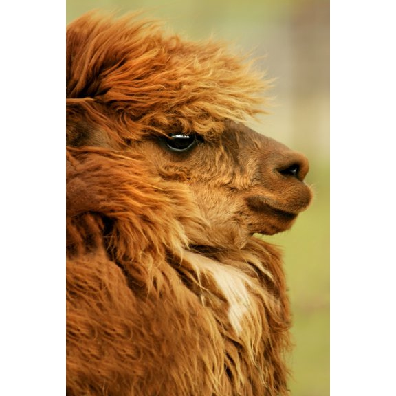Posterazzi Profile Of A Camelid Canvas Art - Con Tanasiuk Design Pics (22 x 34)