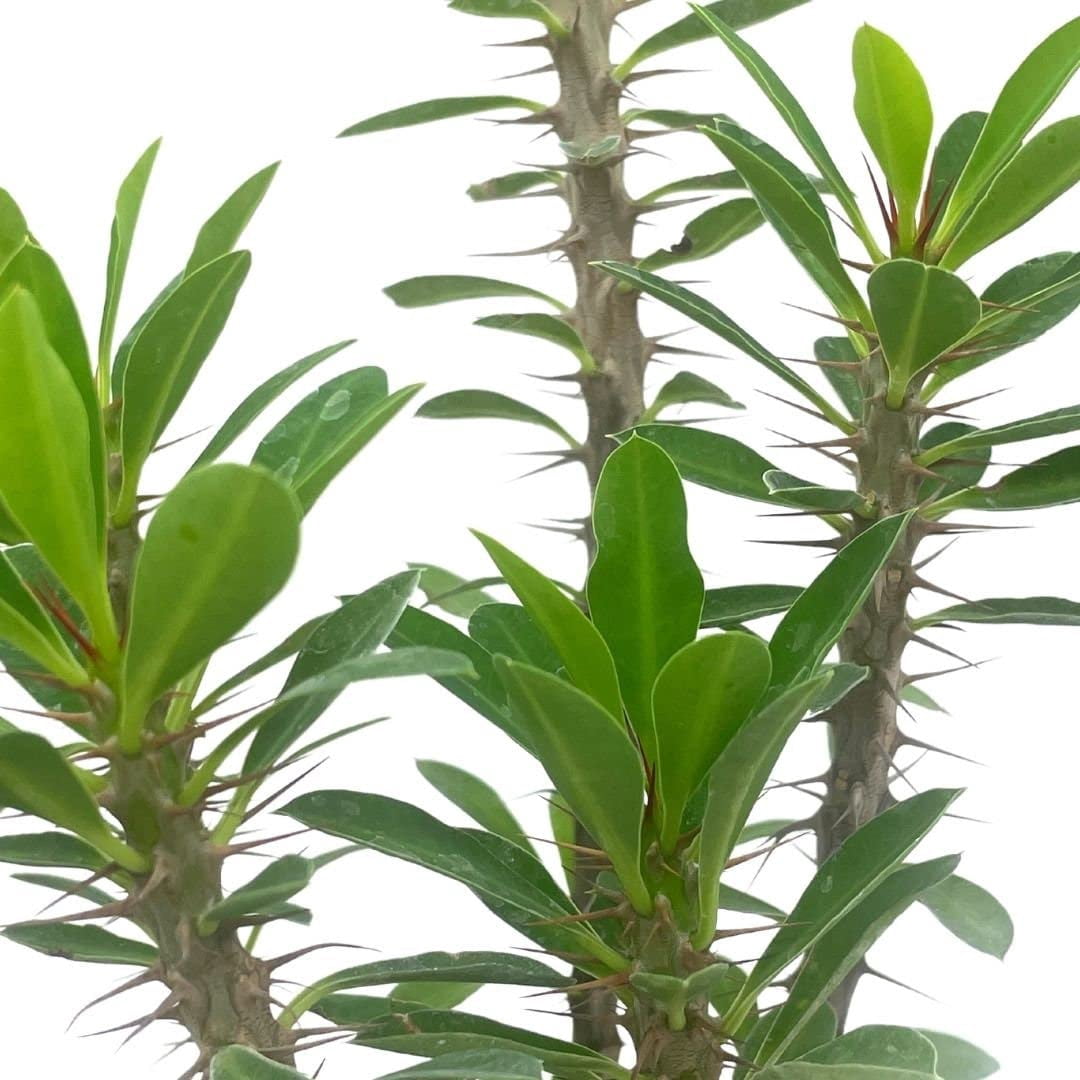 Crown of Thorns, Euphorbia milii Assortment, Set of 3 in 4 inch pots, Crown-of-Thorns Plant, Christ Thorn