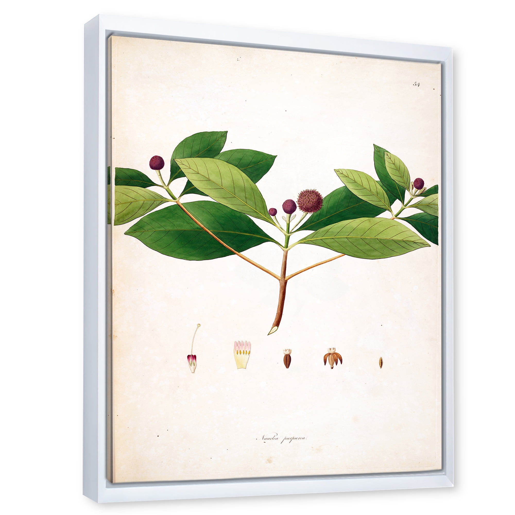 Designart 'Ancient London Plants X' Farmhouse Framed Canvas Wall Art Print