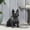 Black + Magnesium Oxide, variant on Rustic Gold French Bulldog Garden Statue, Outdoor Dog Sculpture for Patio Decor, 16L x 9.5W x 17H Inches, No Assembly Required