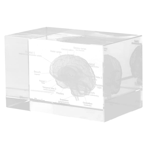 Pisapapeles modelo anatómico del cerebro humano 3D en cubo de cristal, regalos científicos para estudiantes de medicina, decoraciones para el hogar y la Oficina