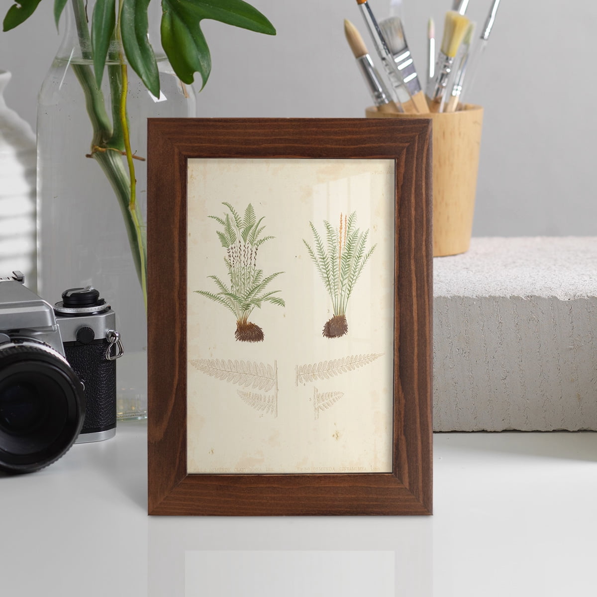 Fern Study III -Framed Print w/glass-Chestnut