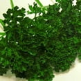 thumbnail image 1 of Organic Evergreen Parsley Seed - 1 g ~375 Seeds - Non-GMO, Organic, Open Pollinated - Farm & Garden Vegetable Garden & Culinary Herb Seeds, 1 of 2