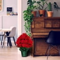 thumbnail image 4 of Sympathy Silks Artificial Red Poinsettia Weighted Pot 24" Tall, 4 of 7