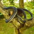 thumbnail image 4 of Realistic Rubber Snake Toy Fake Cobra Snake Model Halloween Prank Prop Garden Bird Deterrent Soft Plastic Scary Snake Party Gag Gift Black Green, 4 of 8