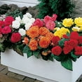 thumbnail image 2 of Begonia Non Stop Mix (3 Bulbs) Brilliant Color Throughout Summer and Fall!, 2 of 2