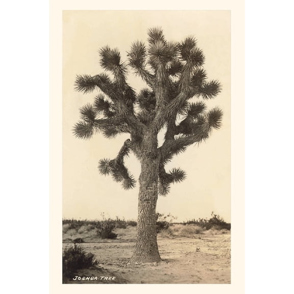 Pocket Sized - Found Image Press Journals: Vintage Journal Joshua Tree (Paperback)