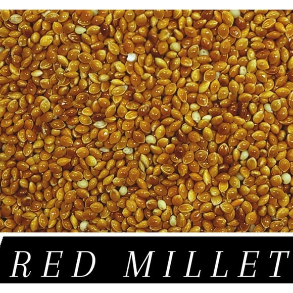RED & WHITE Millet Seed Wild Bird Food Raw & Recleaned!