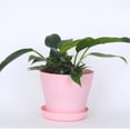 thumbnail image 4 of Flower Seedlings Nursery Pots,Colorful Flower Plastic pots,Container Seed Starting Pots with Pallet,Modern Decorative Gardening Containers for House Plants (4", 8 Packs), 4 of 9