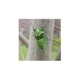 thumbnail image 5 of Craft Bug Ornament, 5 of 5