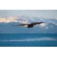 thumbnail image 2 of Su, Keren 32x22 Gold Ornate Wood Framed with Double Matting Museum Art Print Titled - Bald Eagle flying over the ocean-snow mountain in the distance-Homer-Alaska-USA, 2 of 4