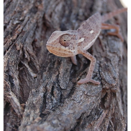 LAMINATED POSTER Closeup Animal Camouflage Eye Wildlife Chameleon