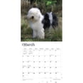 thumbnail image 3 of Old English Sheepdogs 2024 Square (Other), 3 of 8