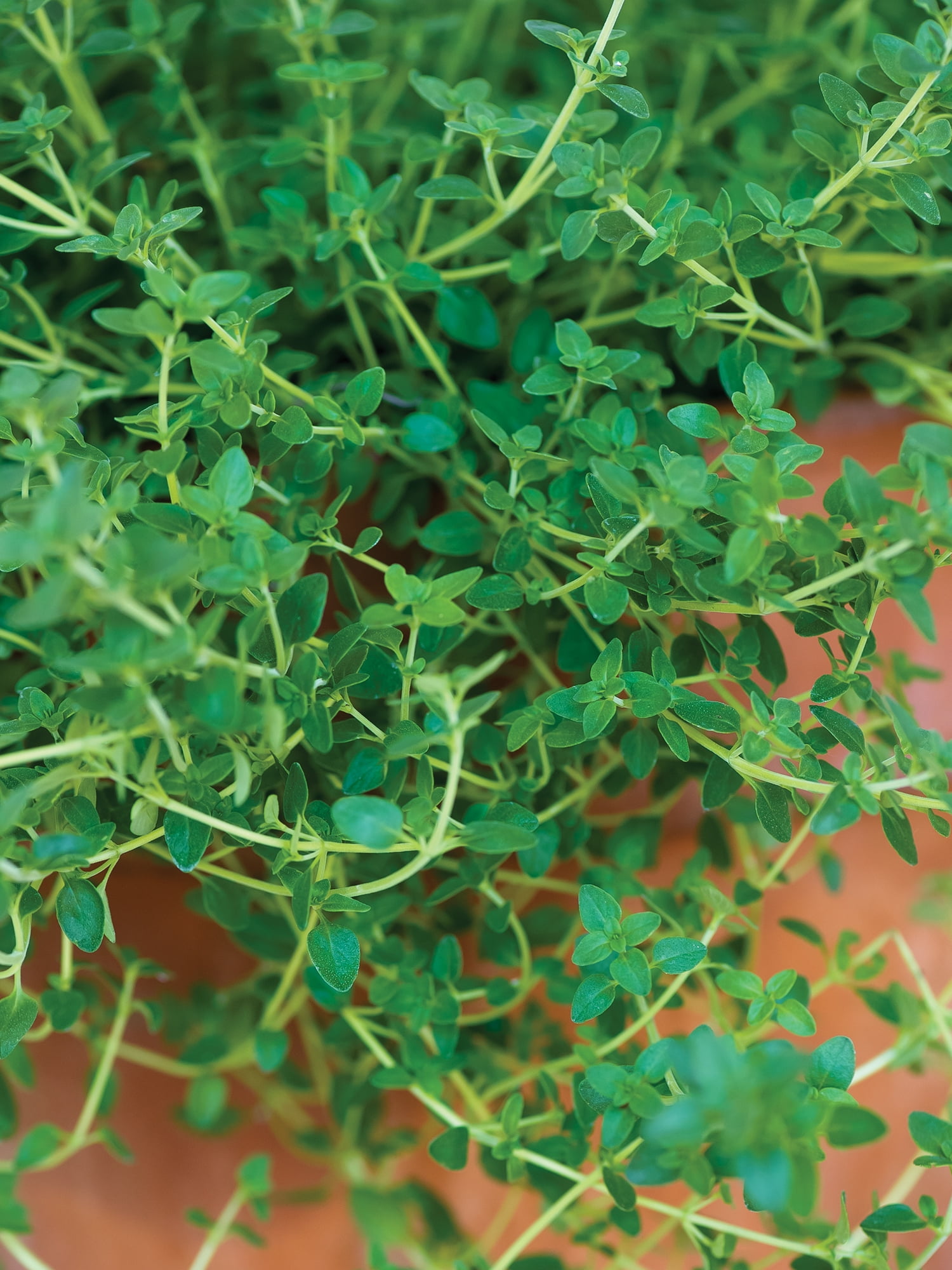 Burpee  Thyme Herb Seed, Annual Lifecycle, Full Sun