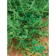 thumbnail image 3 of Burpee  Thyme Herb Seed, Annual Lifecycle, Full Sun, 3 of 6