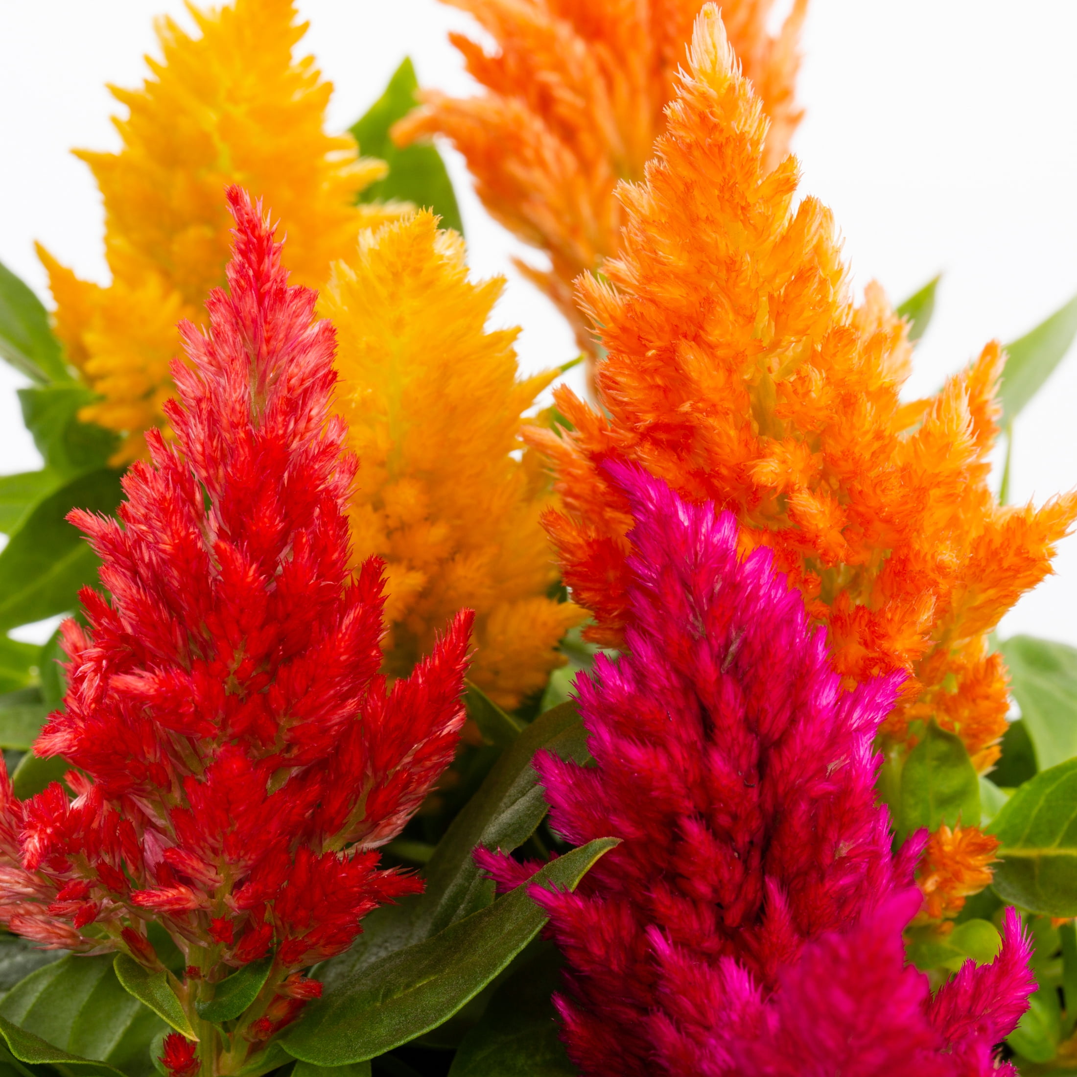 Expert Gardener 4PK Multicolor Celosia Live Plants with Grower Pack