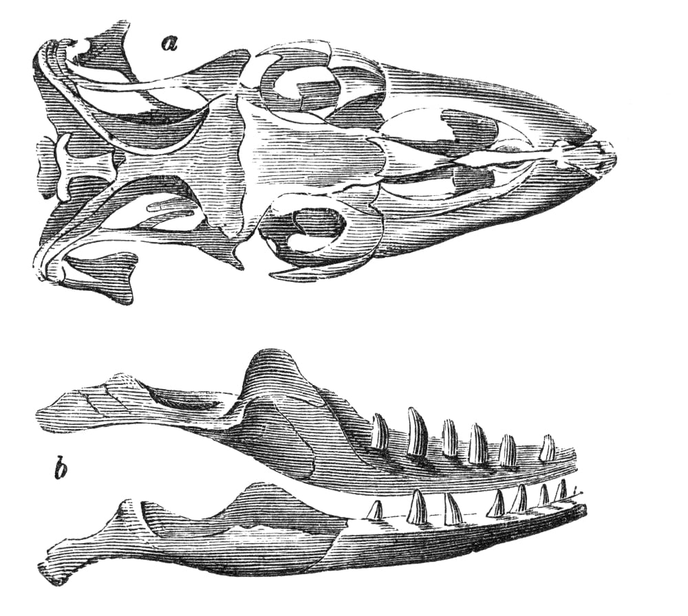 Monitor Lizard Skull Rolled Canvas Art Science Source (36 x 24