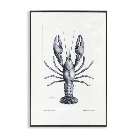 Stupell Industries Traditional Scientific Lobster Specimen Black Framed Giclee Art, 12 x 18, by Tina Higgins Designs Inc.