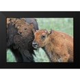thumbnail image 2 of Schell, Jennie Marie 18x13 Black Modern Framed Museum Art Print Titled - Buffalo Bison and Calf, 2 of 5