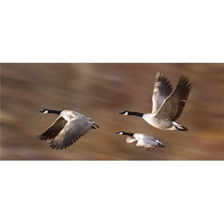 Canada Geese Branta Canadensis in Flight Poster Print by Don Hammond - 42 x 18 - Large