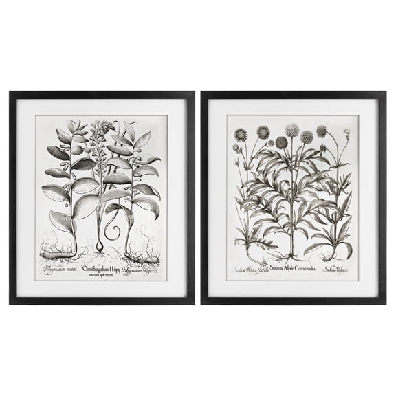 Botanical Root & Plant Studies 2 Piece Black Framed Print Under Glass Set, design by Lettered and Lined