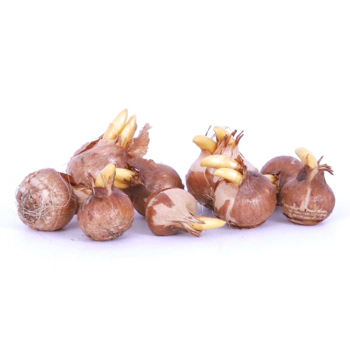 Van Zyverden Crocus sieberi Tricolor (Set of 10 Dormant Bulbs) Full Sun, Multicolor, Annual