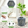 thumbnail image 2 of PandaTop Clear Nursery Pots with Drainage Holes, Clear Plant Pot for Planting, Transparent Plastic Plant Pots,Plastic Flower Pots for Succulents(30 Pcs,4 Inch), 2 of 9