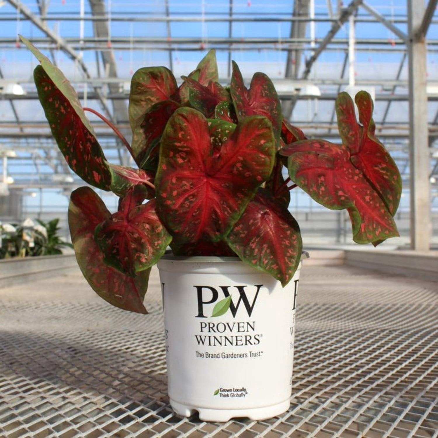 Proven Winners 5" Multicolor Heart to Heart 'Scarlet Flame' Sun or Shade Caladium Live Plant in 4.5" Pot
