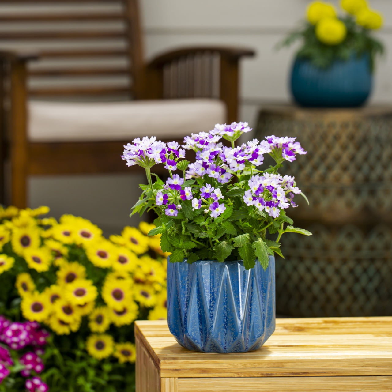 Proven Winners 1.5PT Multicolor Verbena Live Annual Plant Sun 5-Pack