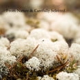 thumbnail image 4 of Moss Preserved Artificial Moss 8.8 oz Natural Fresh Green Moss for Craft Arts Floral Project Wall Decor Table Decor Wedding Centerpieces Garden Terrariums Decoration, 4 of 6