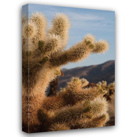 Erin Berzel 13x18 Gallery Wrapped Canvas Wall Art Titled - Cholla Cactus I