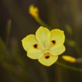 thumbnail image 2 of Expert Gardener African Butterfly Iris (2.5 Quart) Yellow Blooming Evergreen Perennial - Full Sun Live Outdoor Plant, 2 of 6