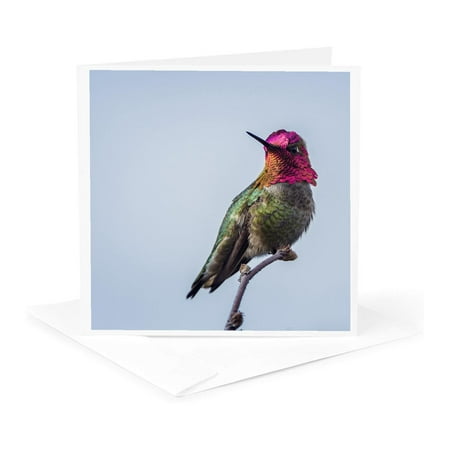3dRose, Adult male Annas Hummingbird flashes his iridescent gorget., 1 Greeting Card with envelope